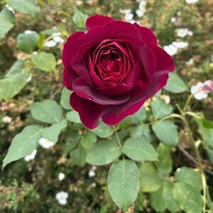 Meet your Posher, Alexandra